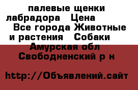 палевые щенки лабрадора › Цена ­ 30 000 - Все города Животные и растения » Собаки   . Амурская обл.,Свободненский р-н